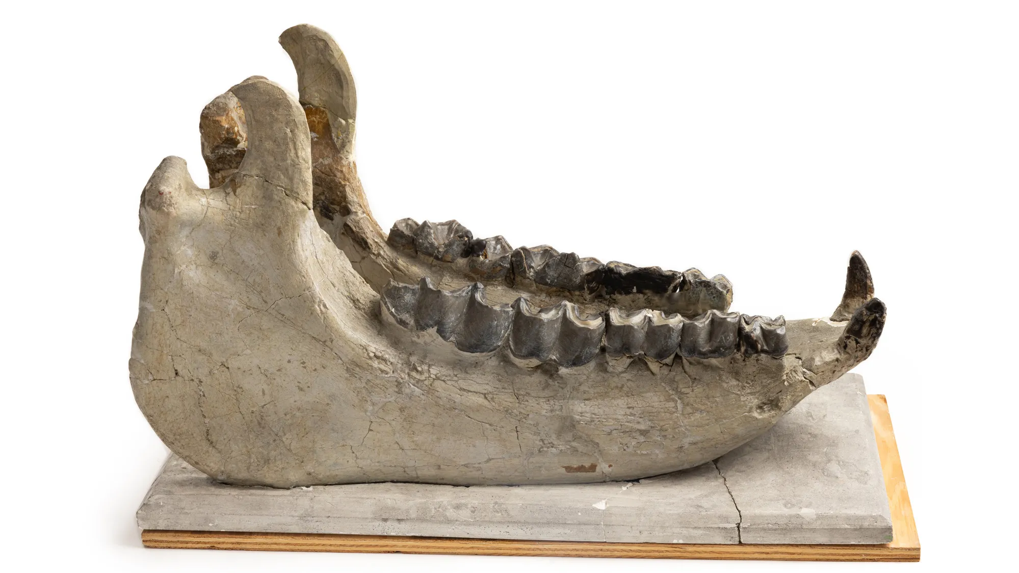 Mosasaur skull   The Tylosaurus that became this fossil lived in what’s now Kansas during the Late Cretaceous period—same as the mollusk later on this page. But this was an apex marine predator that could get 40-50 feet long and ate fish, birds, sharks and other mosasaurs. 