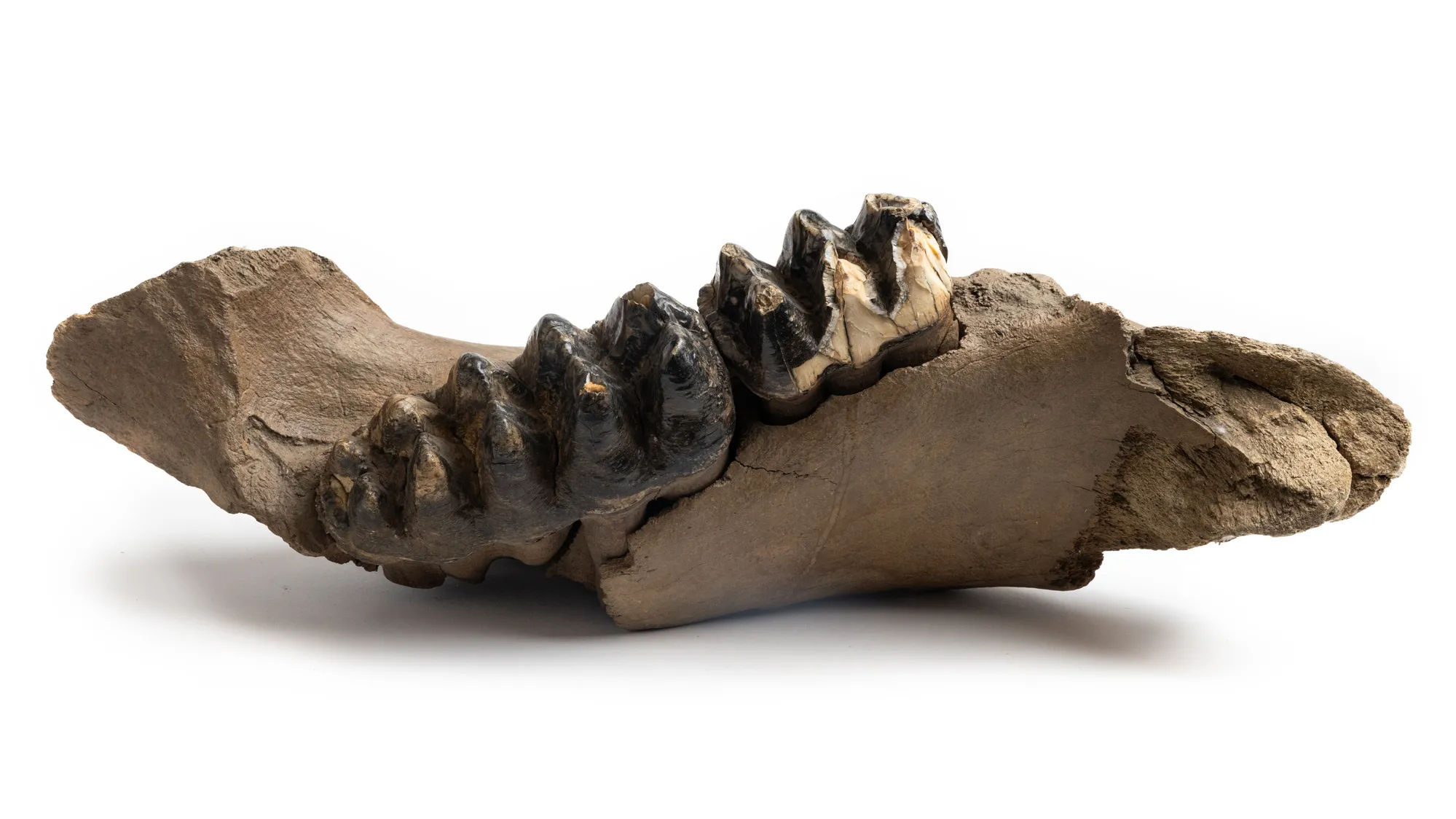 This fossil shows a long piece of jawbone broken at both ends. A portion is topped by giant teeth. They don’t look sharp in the way that predators’ teeth are shaped for killing, but the crevices between the conelike cusps are deep. This is large—it would require two hands to lift it. 