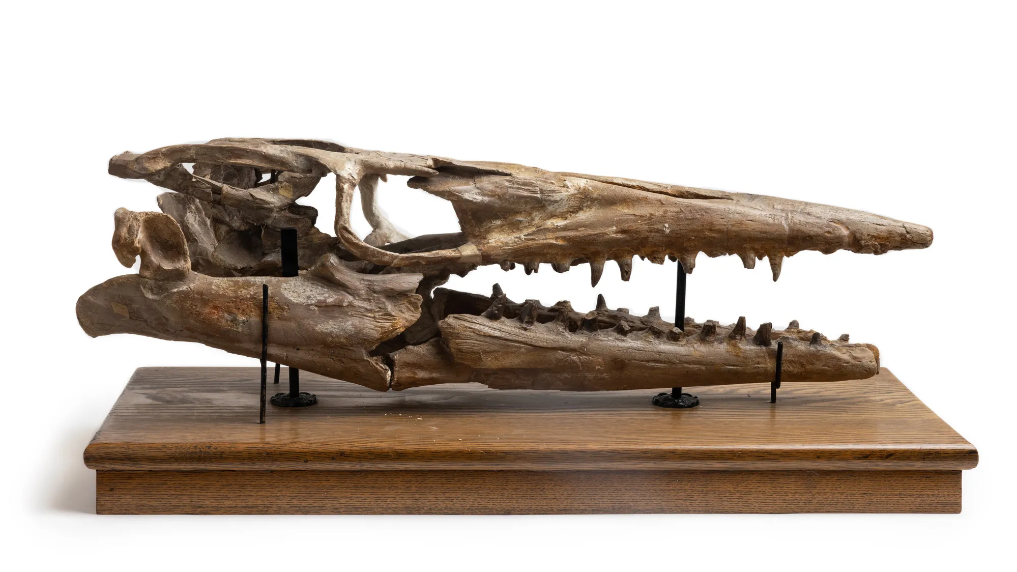 Mounted on a flat, thin piece of finished wood, this skull has a long, pointed snout and large holes where its eyeballs would have been. It is mounted with its jaw open a few inches so that it’s fanglike teeth can be seen. The general impression is a creature you would not want to be chased by in the water. 