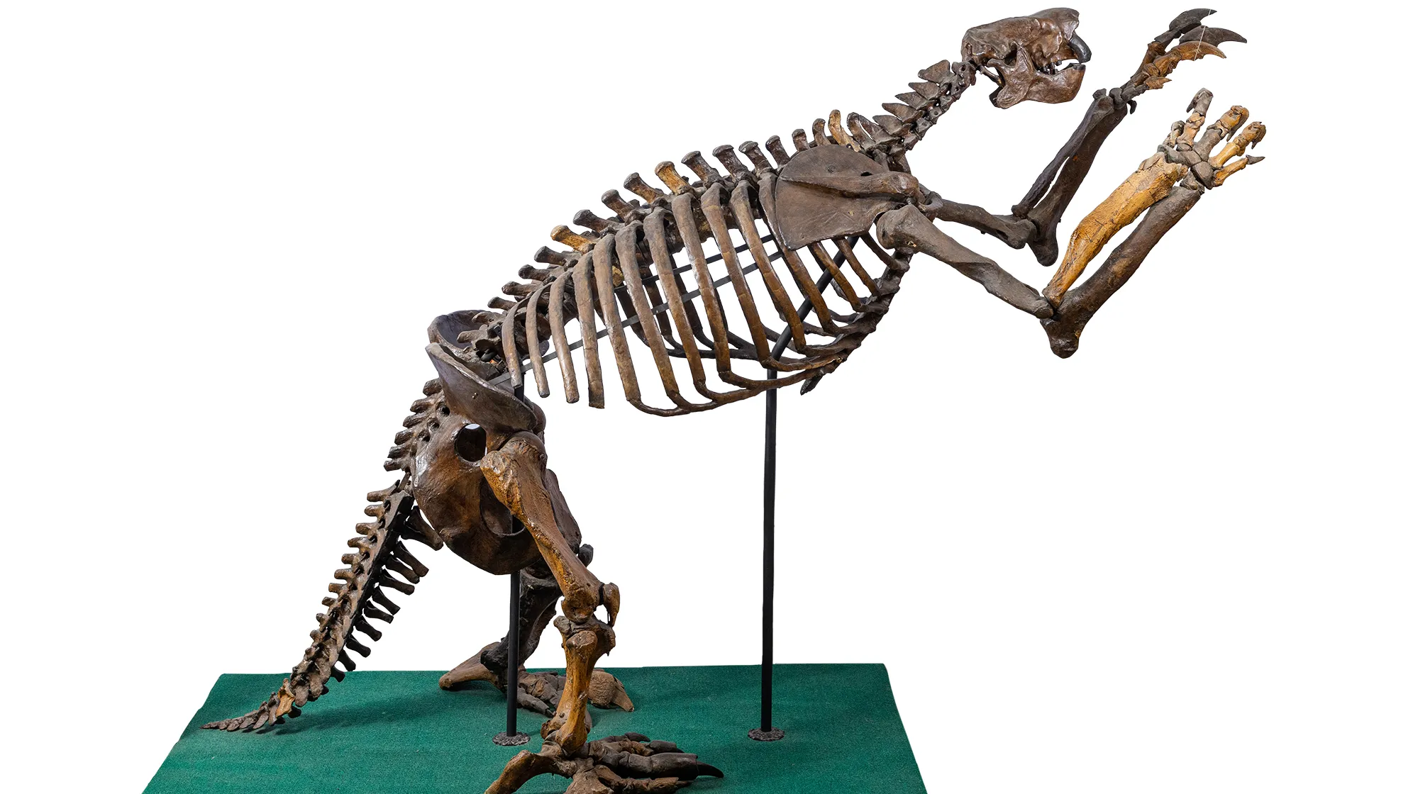 If this fossilized ground sloth skeleton were a person, its pose suggests it’s an old man with lower back problems leaning over a kitchen counter to get something out of a cabinet with both hands. Its hip bones and ribcage are significantly out of proportion—way bigger—than a human body would be, though, and its head, smaller but snoutier. Plus, it has a tail that seems to be providing balance so it doesn’t topple forward. In reality the proportions don’t even out, and that’s why a metal bar is being used t