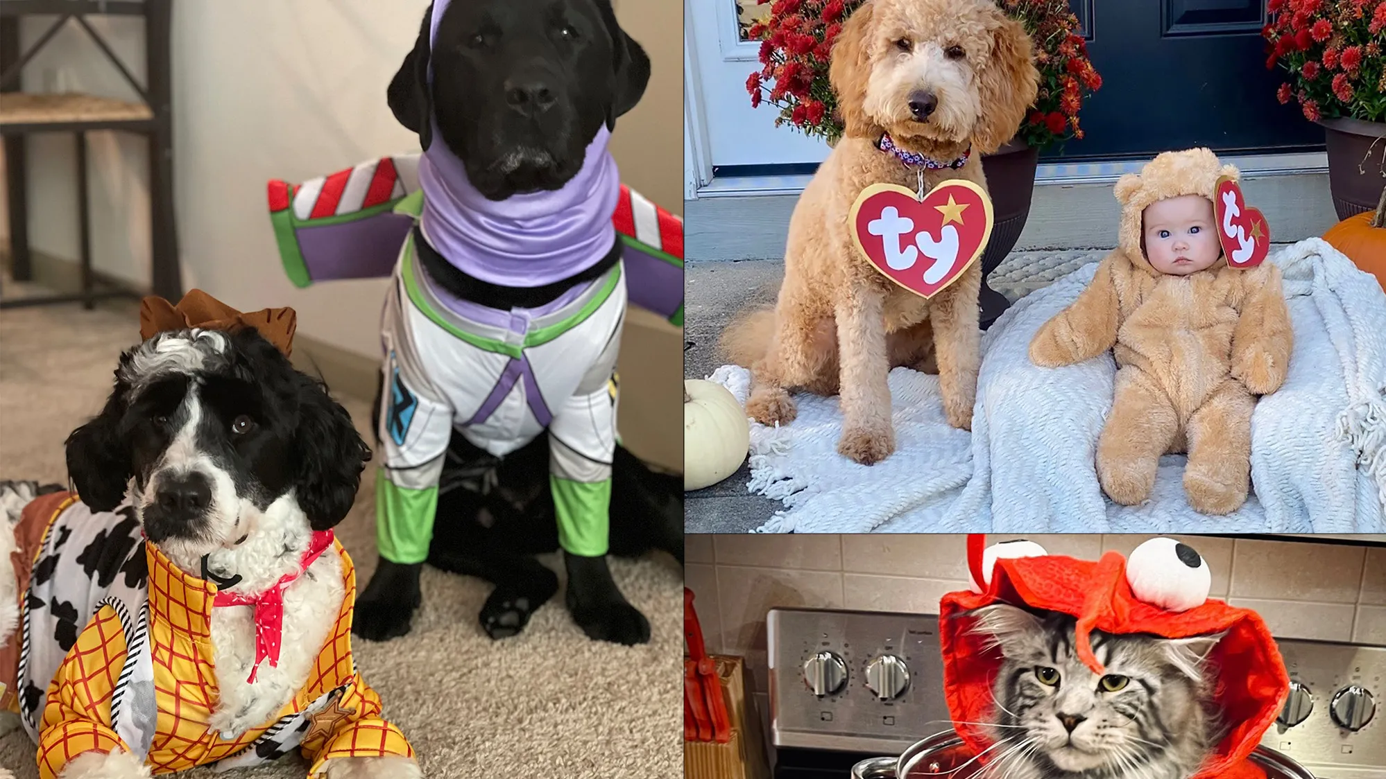 a collage of three of the pet photos used later in this story