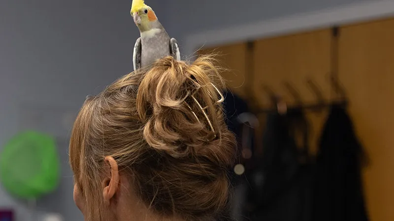 A cockatiel sits on Dr. Oglesbee's head