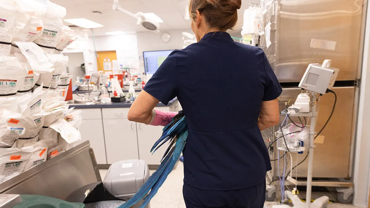 Dr. Oglesbee is seen from behind as she carries a macaw in her practice. The bird's gorgeous tail trails behind her. 