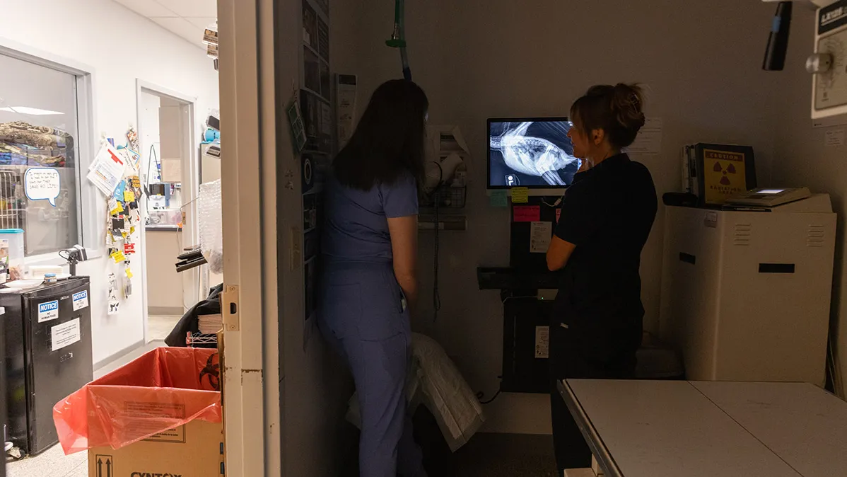 In a dark room off a bright hallway, Dr. Oglesbee discusses the Xray of one of their avian patients with a student worker. The Xray shows brightly in the room; both women are in shadow.