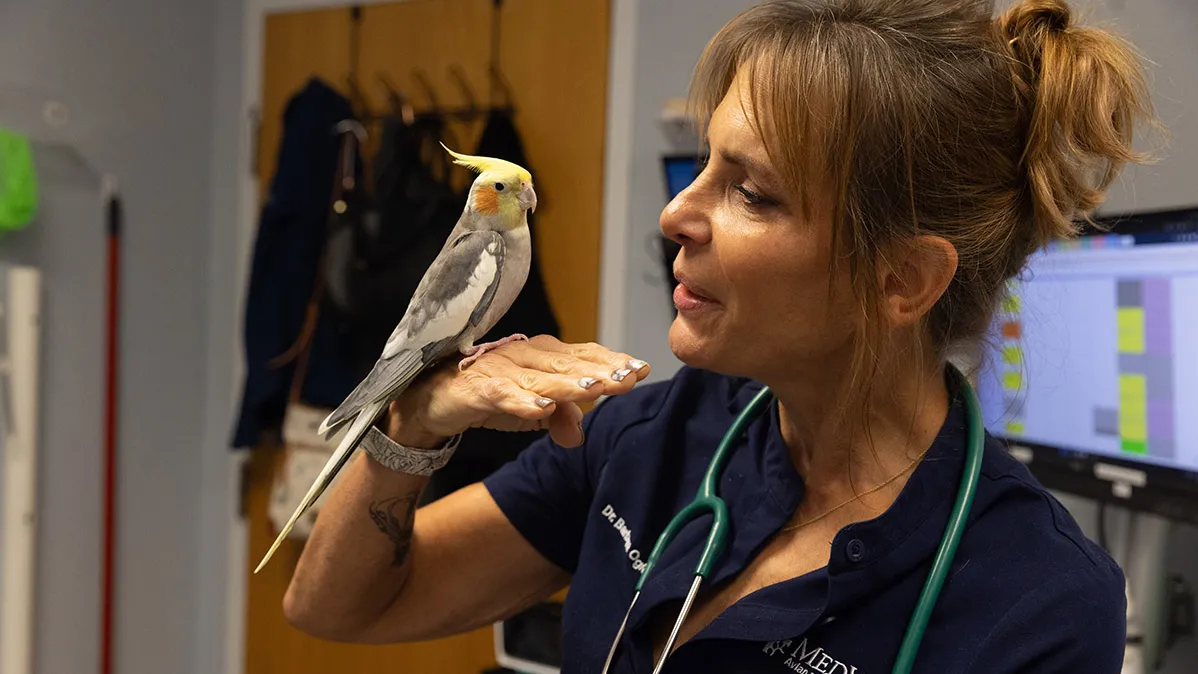 Dr. Barbara Oglesbee, a white woman with stylish hair and skin so pretty she glows (for real), holds her hand near her face to better examine a cockatiel. She has a stethoscope draped around her neck, painted patterned finger nails and you can just make out a hint of a tattoo on the inside of her right forearm.