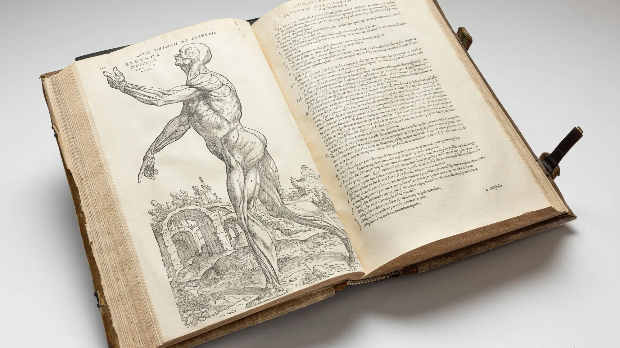 The same book is seen wide open again. On the right is apage full of text--Latin. On the left, a human body is shown with arms reached out. Instead of the usual skin and person, the body is only muscles.