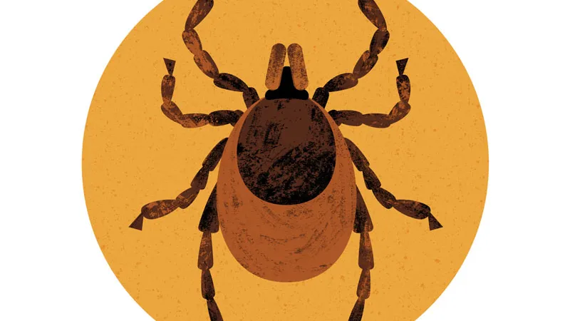 an illustration of a tick