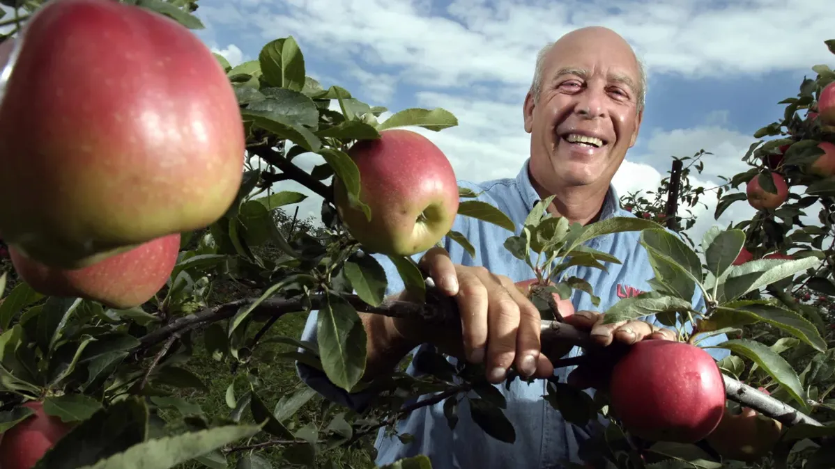 Mitch Lynd laughs as he holds onto a branch full of apples in the orchard