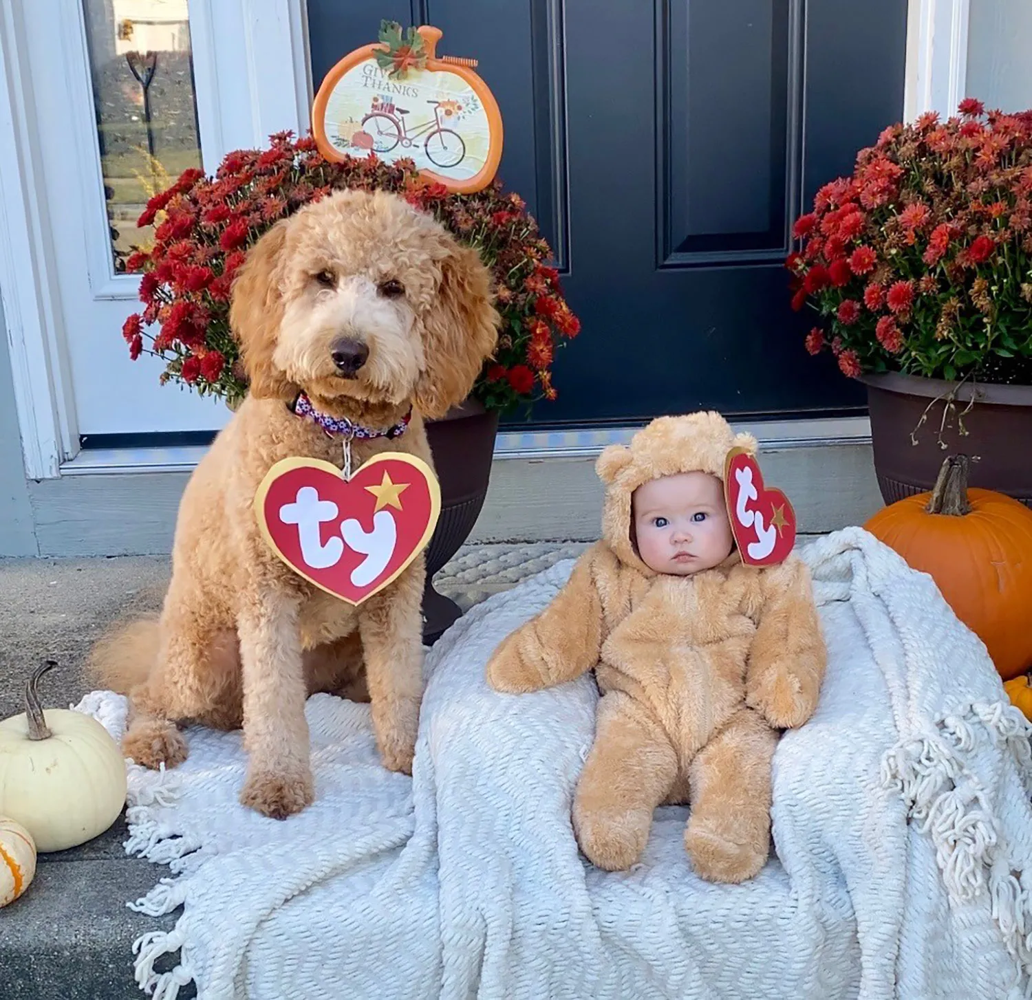 A golden doodle and a baby dressed as a teddy bear of the same color sit on a front porch. The dog has a big "ty" tag on its color and the baby has a much smaller one attached to its costume ear.