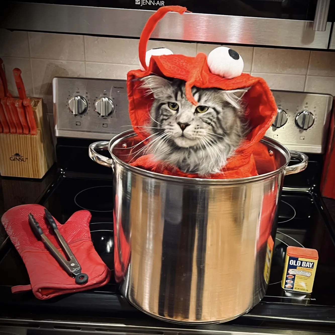 A long-haired striped tabby cat sits in a stock pot on a stove top--which is not turned on--dressed in a lobster costume.