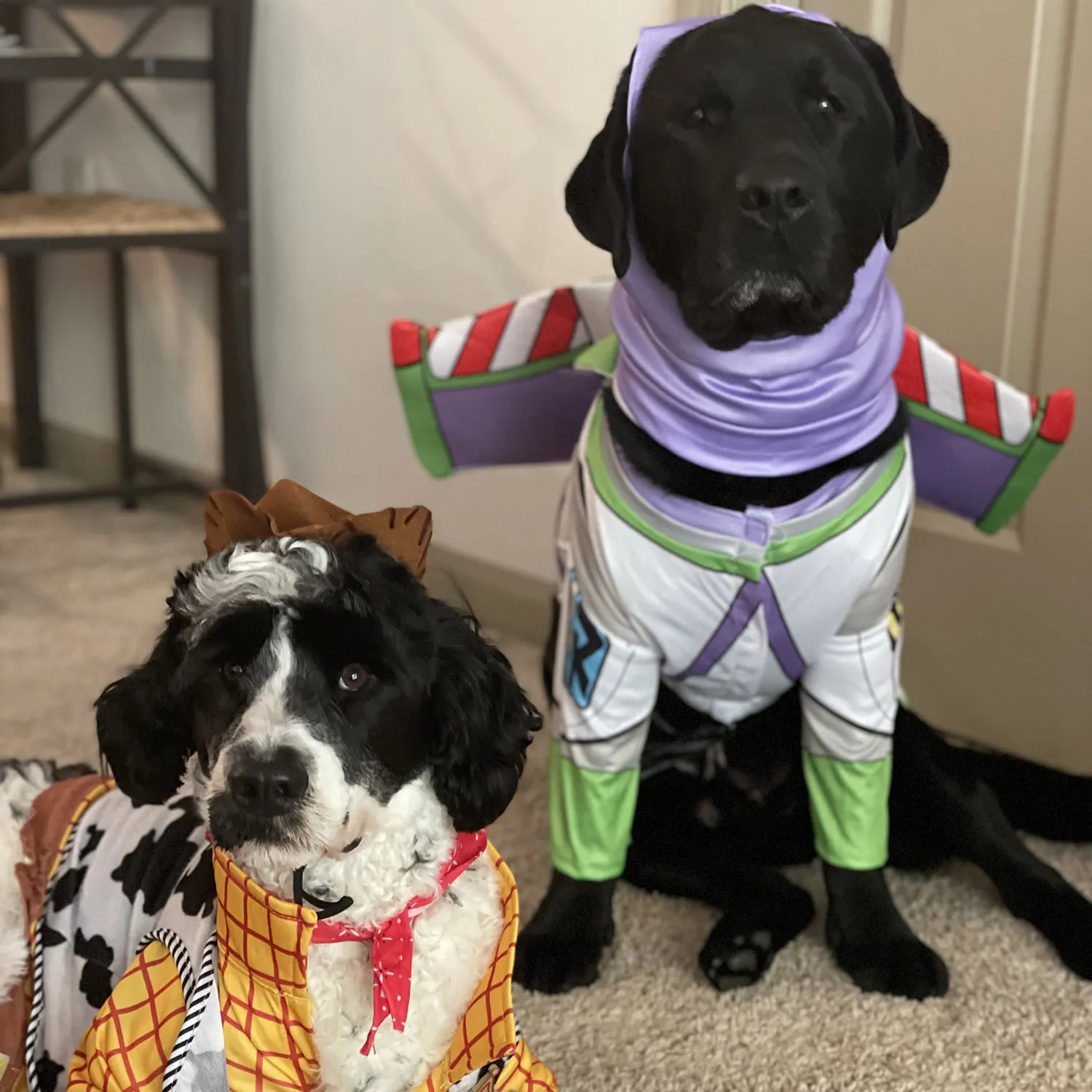 Two dogs a poodle mix and a black labrador are dressed up as Woody and Buzz Lightyear from the Toy Story movies