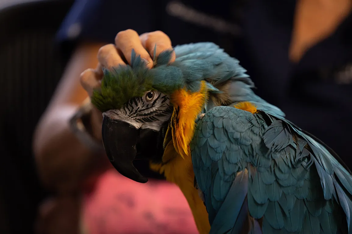 A close-up photo shows the macaw side eyes the camera as Dr. Oglesbee pets its head. Its feathers are a vibrant mix of blue, green and gold. Around its eye, it has pure-black feathers on a background of white skin or super-short feathers.