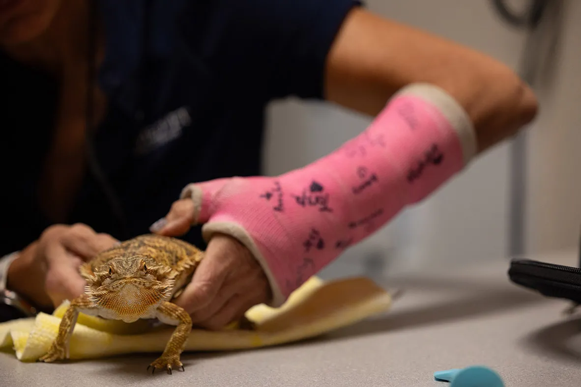 A bearded dragon seems to curiously look directly into the camera as Dr. Oglesbee’s hands can be seen examining its abdomen. (Her pink cast has signatures in black marker.) The animal is shallow and long, and it is patterned with shades of brown. It appears to have short horns or frills lining both sides of its back and face—giving it a mustached-bearded look, likely how it got its name. Its front legs are on the table, making it seem as if it wants to move closer to the camera.