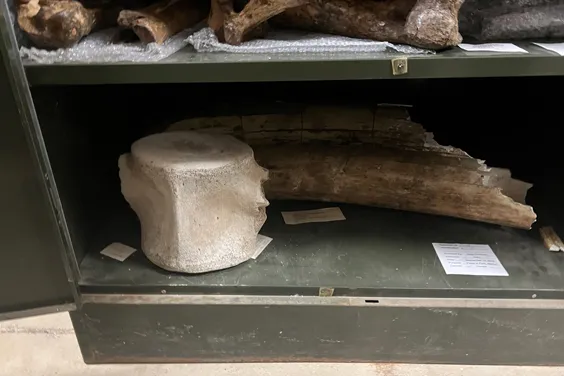 A gigantic segment of a spinal cord sits on the bottom of a cabinet. It's sized like it's from a mastodon.