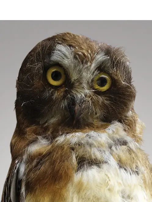 A brown and white owl with yellow eyes.