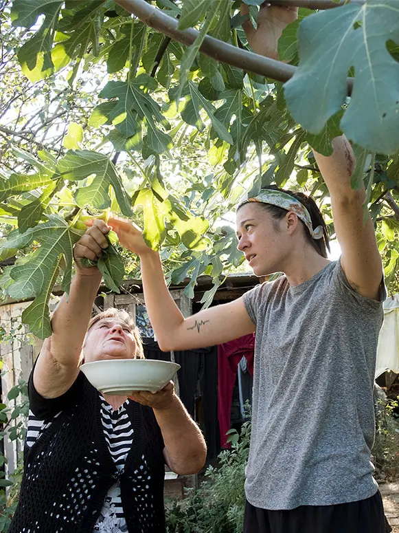 two women picking figs from a tree
