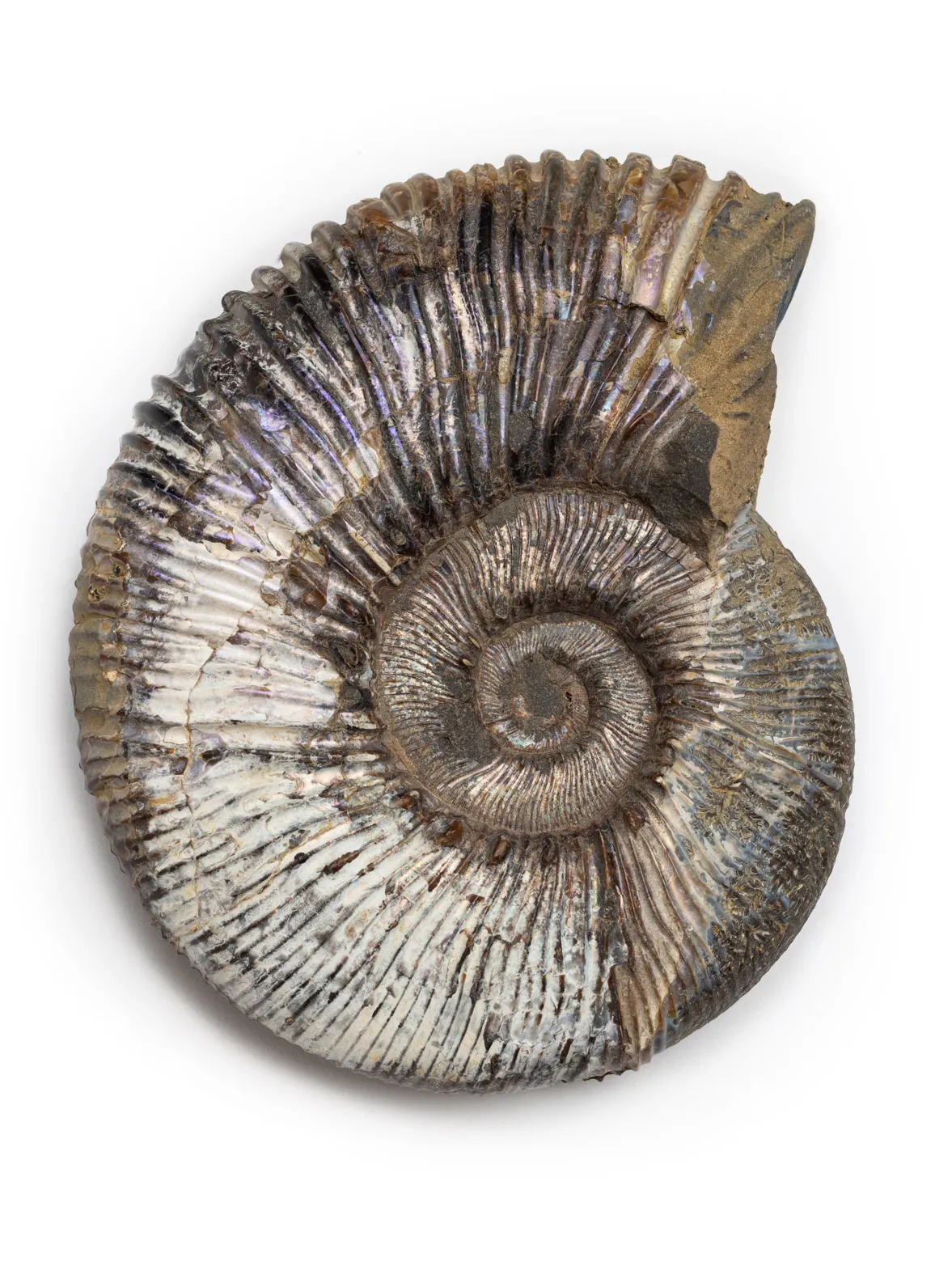 A small fossil, maybe 3 inches across, is a spiral of ridges mostly a dark color but in some places white and iridescent. 