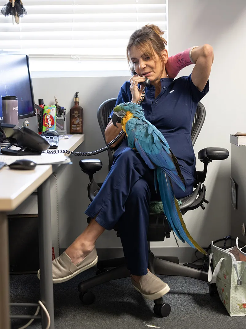 Dr. Oglesbee, who has a pink cast on her left arm, leans back in an office chair as she talks on a desktop telephone. A large brightly colored macaw calmly sits on her lap.