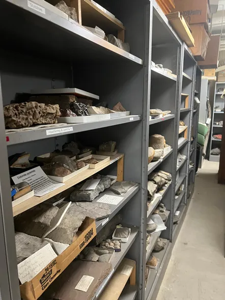 Metal shelves are lined with rock and fossil specimens