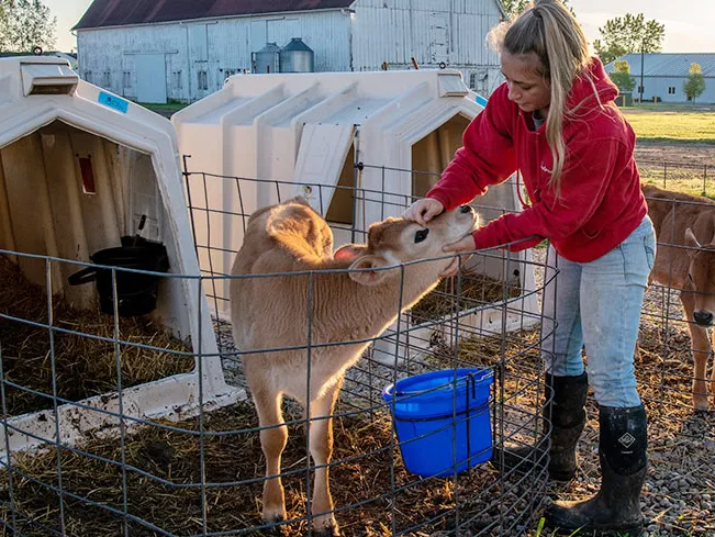 woman wearing a red hoodie, jeans and black boots feeding a calf in a pen