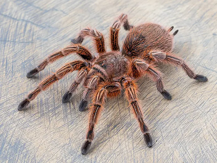 tarantula on a cut log