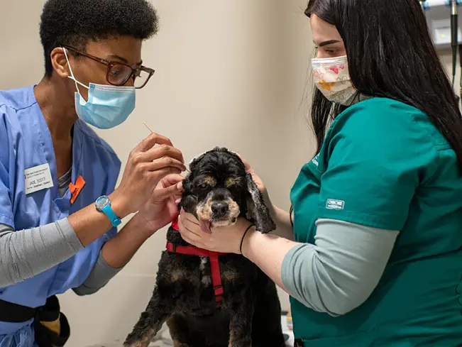 vet in blue scrubs examines dog while assistant in green scrubs helps hold the dog