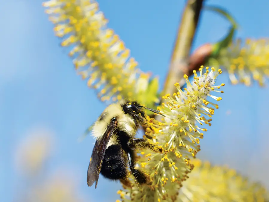 A bumblebee gathers pollen from a willow tree.  