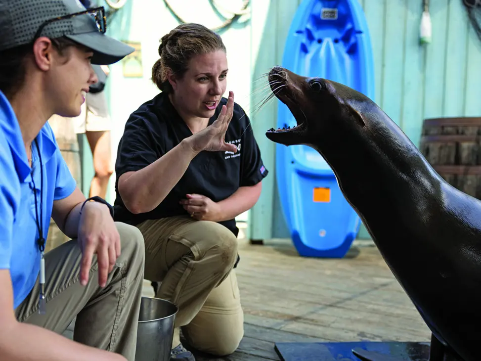 A zookeeper and veterinarian kneel in front of a sea lion pushed up on its front flippers. The vet has her hand open with thumb down, and the sea lion has his mouth open wide, seemingly copying her hand. The dark-colored sea lion looks slick. It has wide eyes and long whiskers.