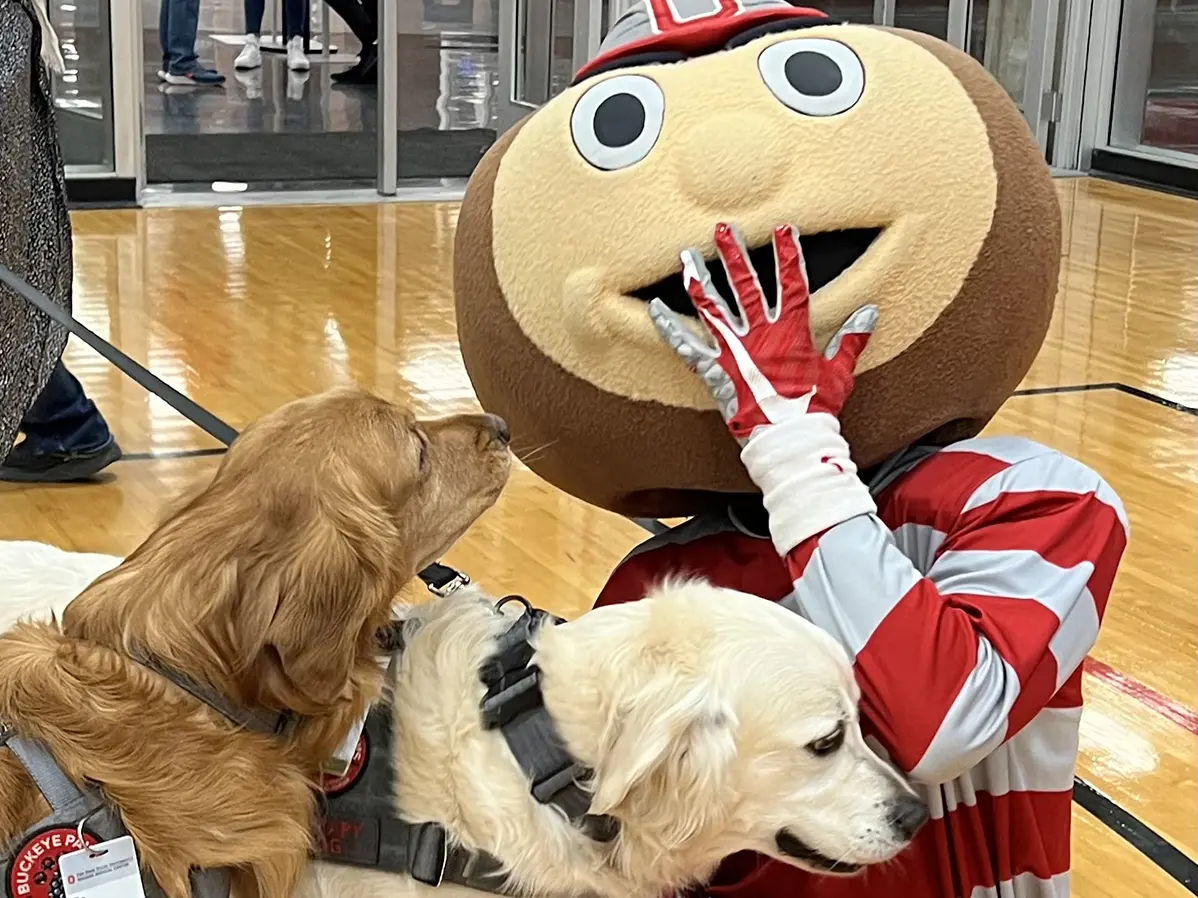 Brutus Buckeye the mascot giggles as two golden retrievers sniff his giant head, which is a dark brown sideways oval with a lighter brown center where his eyes, nose and grin are.