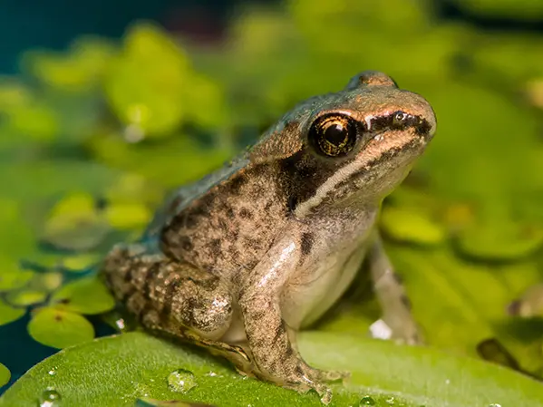 A wood frog perches on a lilypad