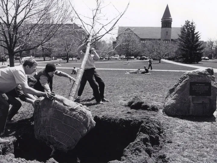 A group of Ohio State students in the early 1980s steer a tree (that’s about as tall as three of them put together) into a big hole dug on the Oval. It’s early enough in springtime that none of the trees have leaves.