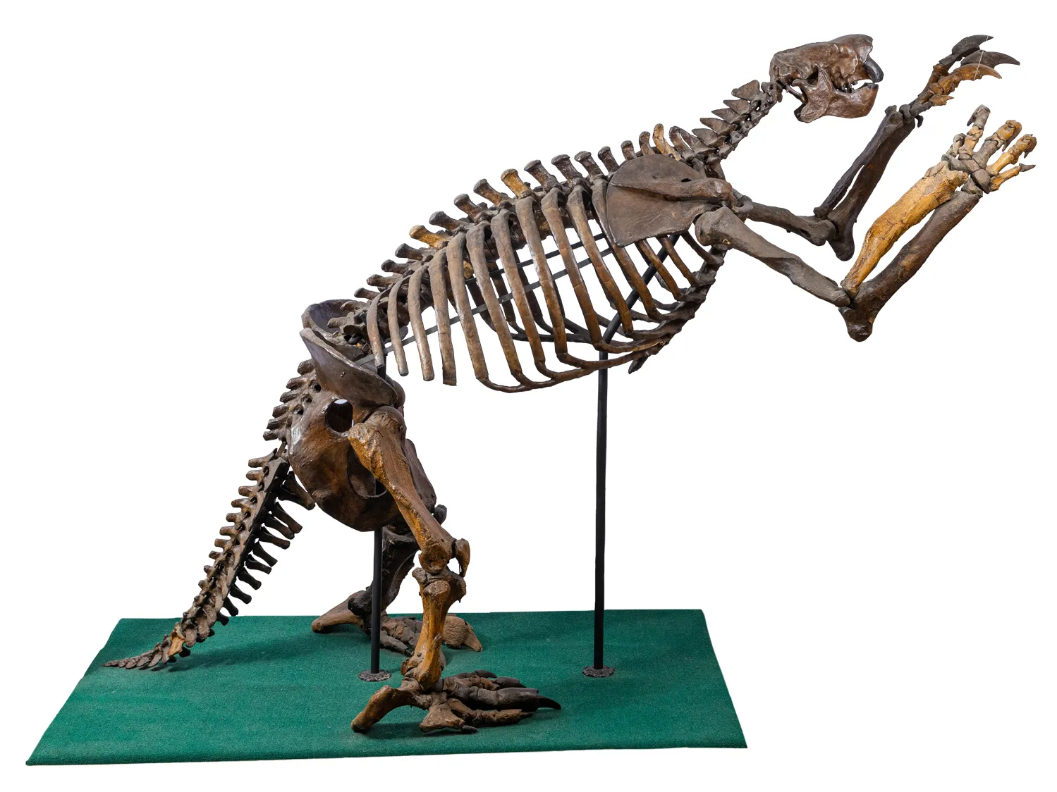 If this fossilized ground sloth skeleton were a person, its pose suggests it’s an old man with lower back pain leaning over a kitchen counter to get something out of a cabinet with both hands. Its hip bones and ribcage are way bigger out of proportion than a human body would be, though, and its head, smaller but snoutier. It’s heavy tail seems to be providing balance so it doesn’t topple forward. In real life, it stands taller than a person. 