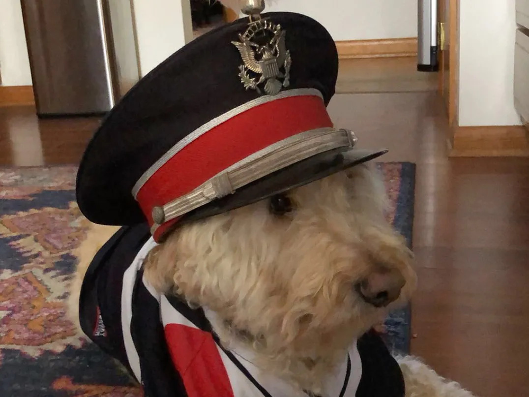 A light colored-curly coated dog wears a drum major&#039;s hat and coat