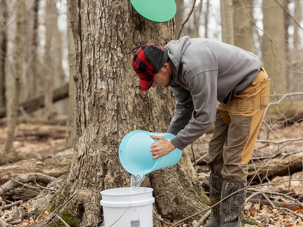 Karnes pours collected sap into a bucket