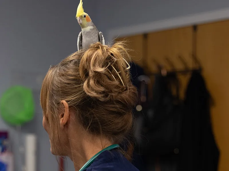 A cockatiel sits on Dr. Oglesbee&#039;s head