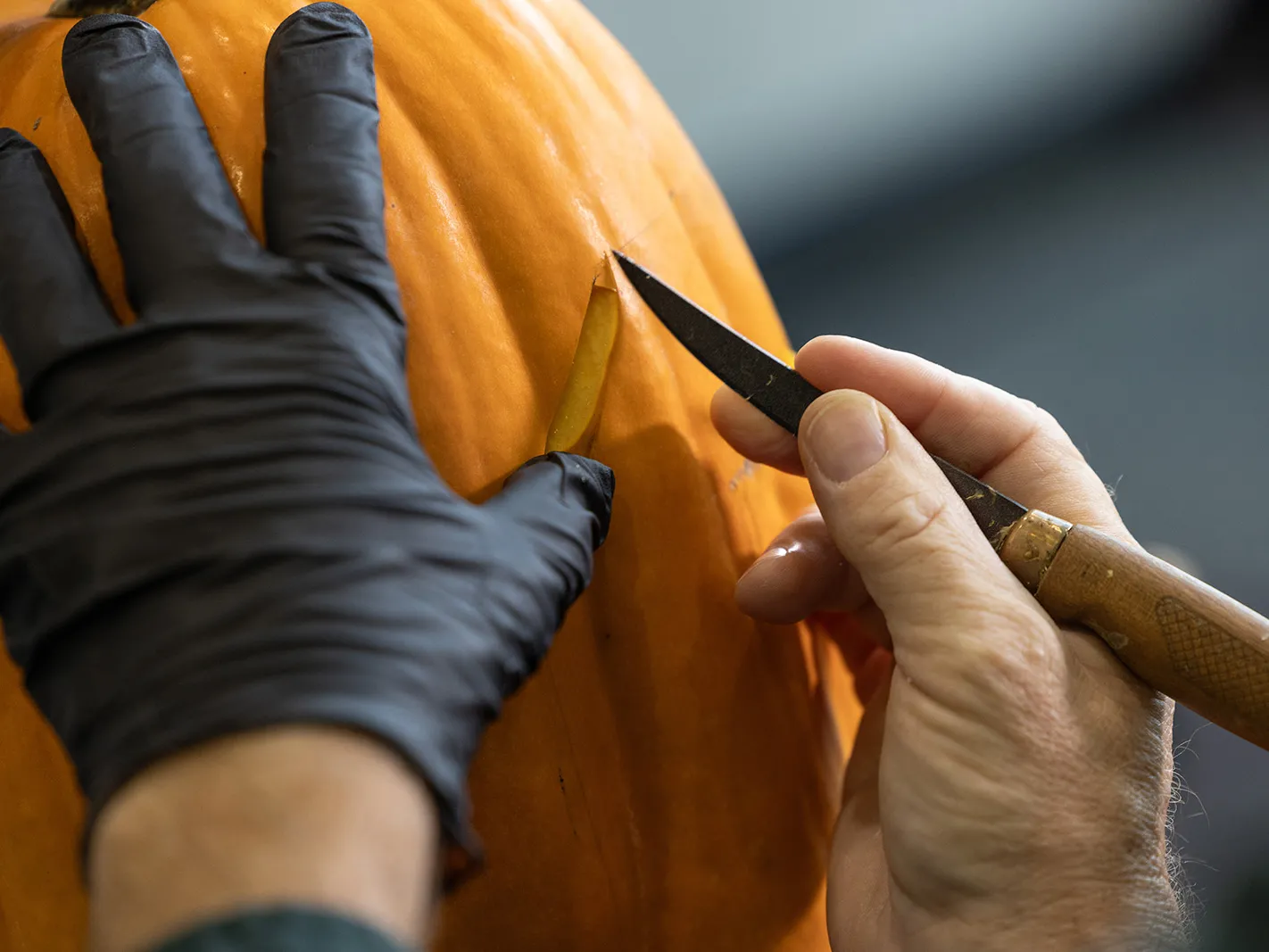 WIth one hand gloved and the hand holding his knife bare, Bus makes the first slices along a line he drew in the last step. He's only pushing a few centimeters into the pumpkin's face.