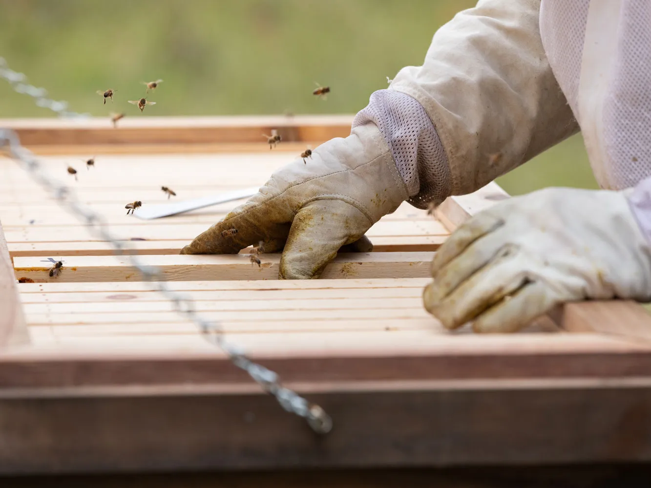 Dale's gloved hands are seen working on a bee hive. Some of the insects fly around.