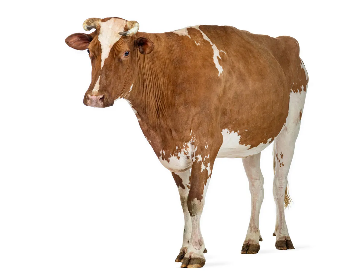 a cow