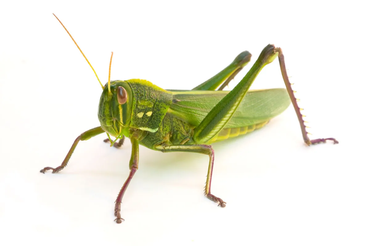 a grasshopper