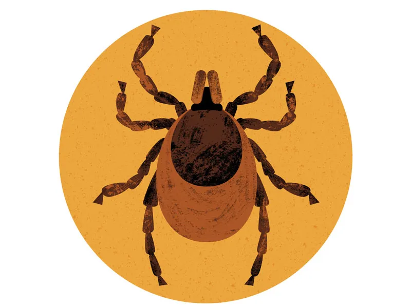 an illustration of a tick