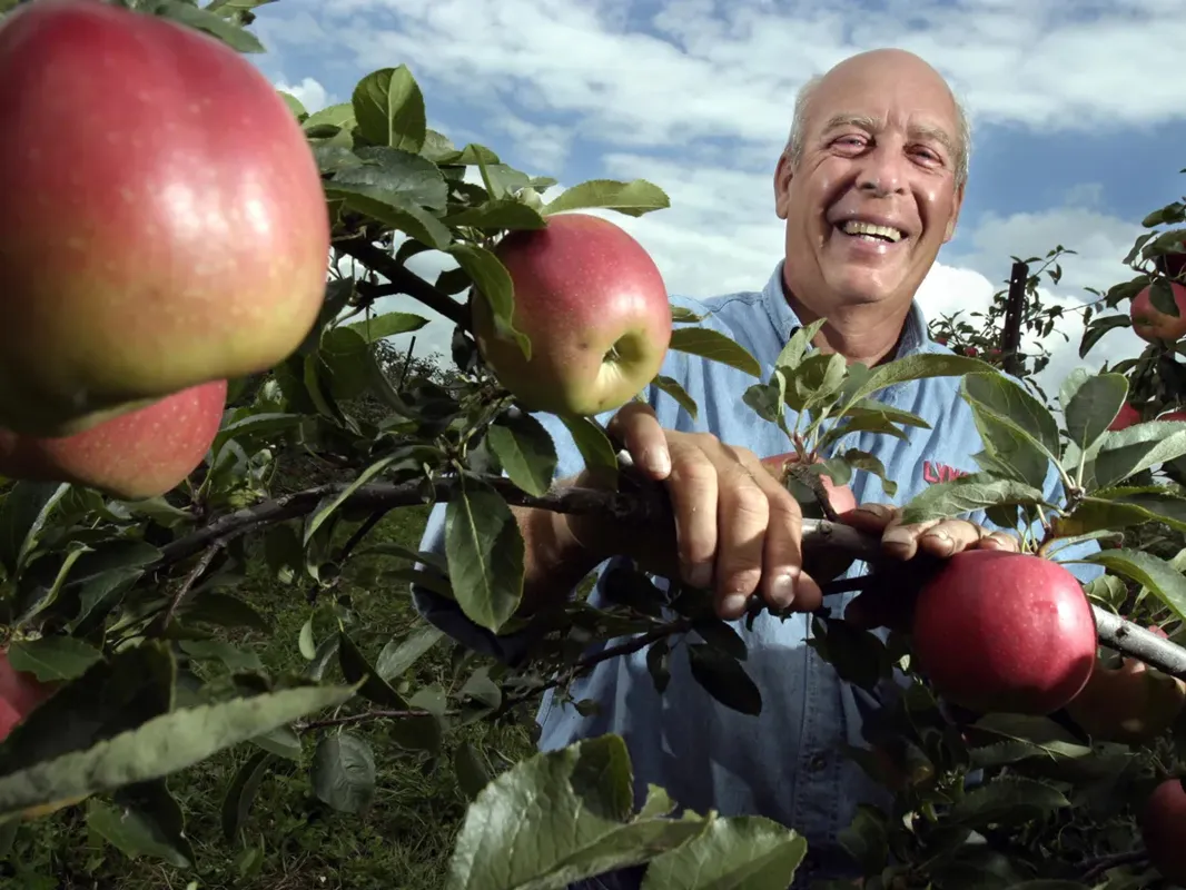 Mitch Lynd laughs as he holds onto a branch full of apples in the orchard